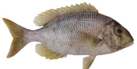 White Snapper (sea bream)